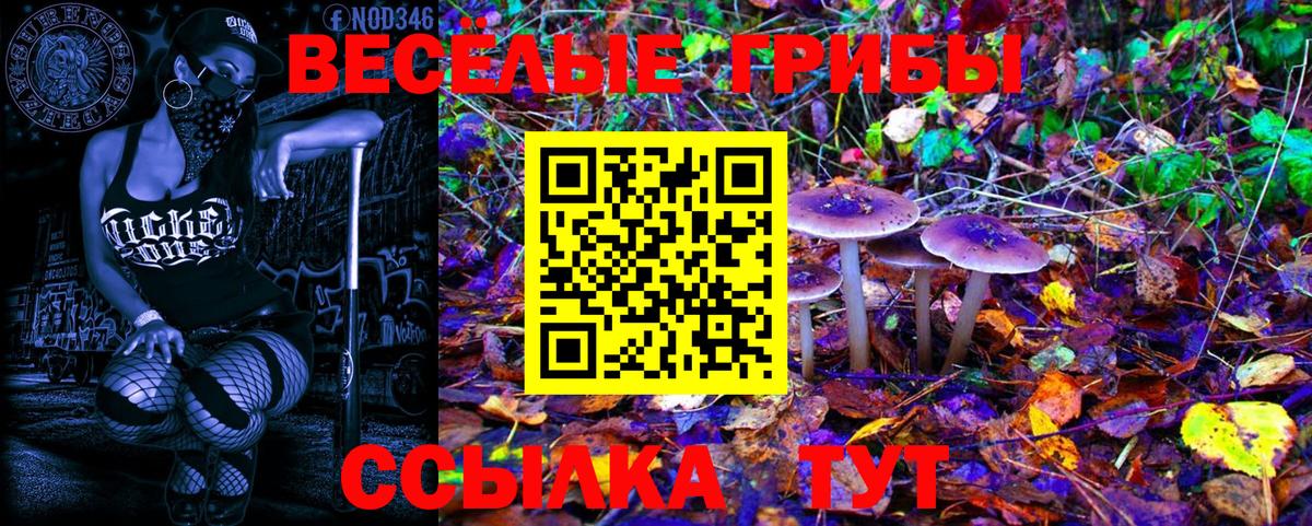 Псилоцибиновые грибы Psilocybe Кузнецк